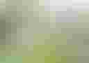 Loading image...