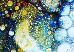 Organisms and the Environment Group