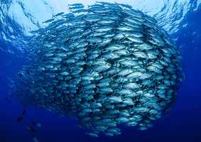 Collaborative Centre for the Sustainable use of the Seas