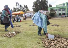women marking biofortified potatoes