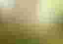 Loading image...