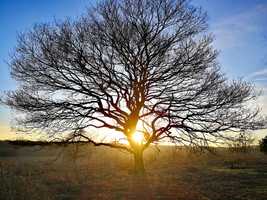 Picture of a tree during the COVID 19 pandemic