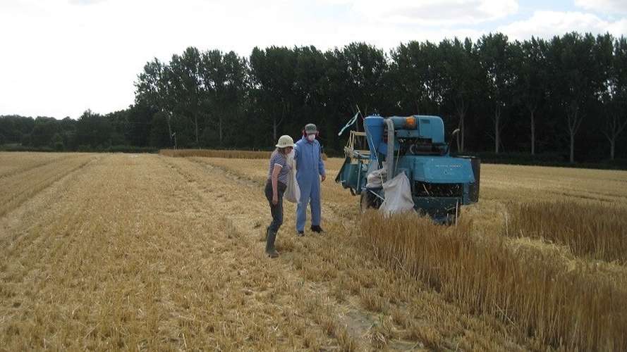 Students at a farm trial harvest