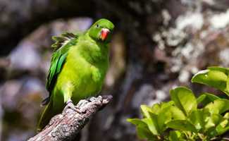 Parrot on a branch