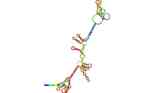 Antisense RNA structure