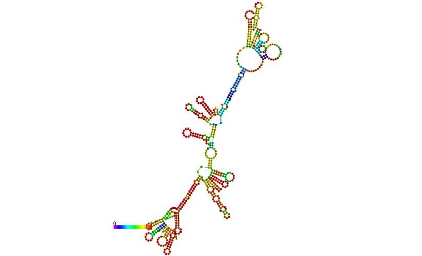 Antisense RNA structure