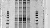 PAGE gel for small RNA libraries