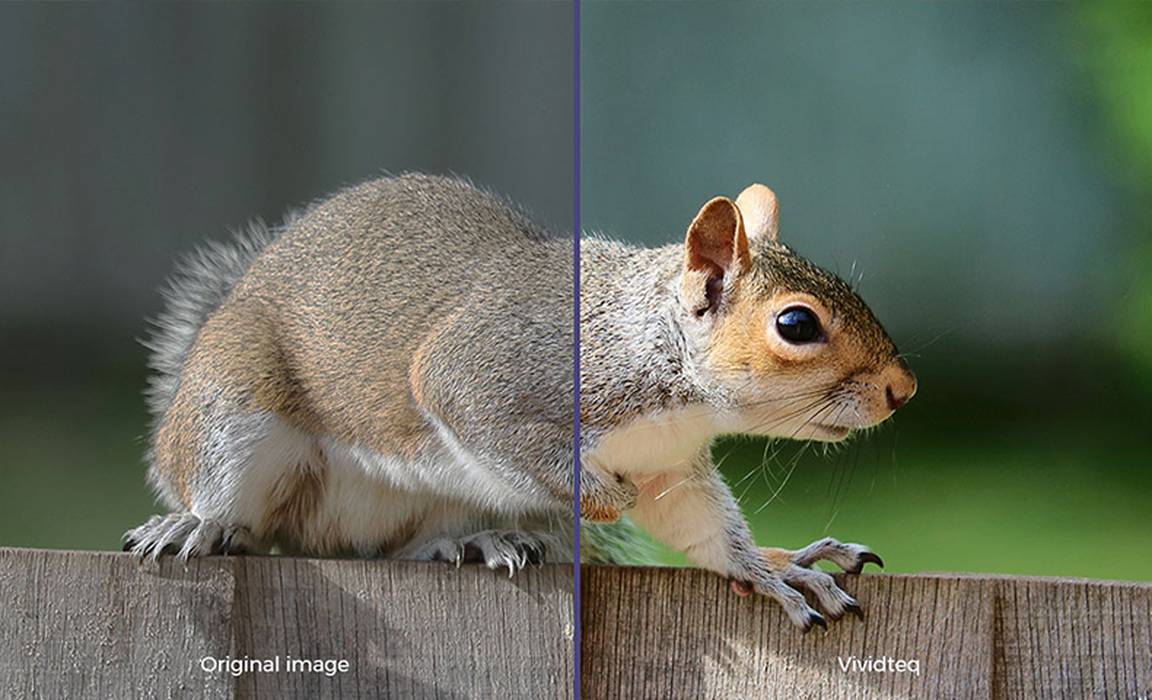 Picture of squirrel with vividteq applied