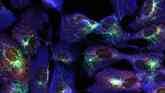 Astral microtubules during mitosis