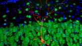 Brain Neuron