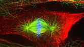 Retinal pigment epithelial cell undergoing division
