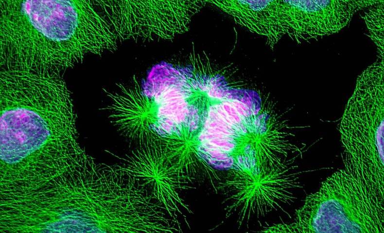 Cell spindles
