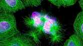 Cell spindles