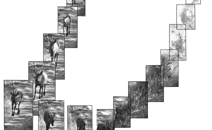 Species deviation shown in photos