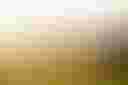 Loading image...