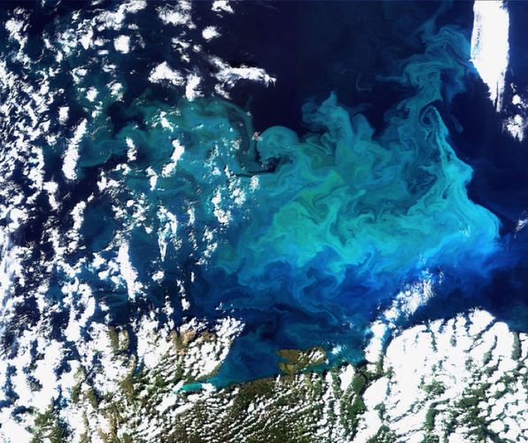 Coral blooming, pictured from space