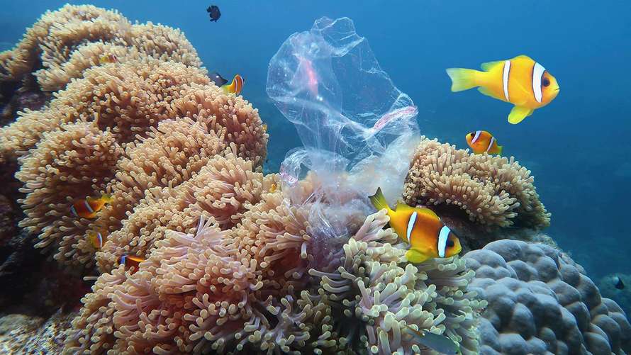 pollution_coral_reef.jpg