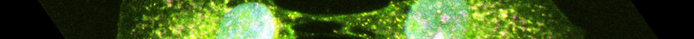 Microscopic image of two cells splitting