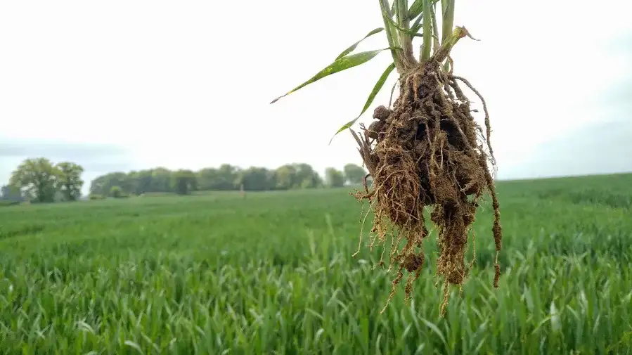 root-microbiomejpg