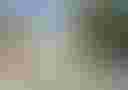 Loading image...