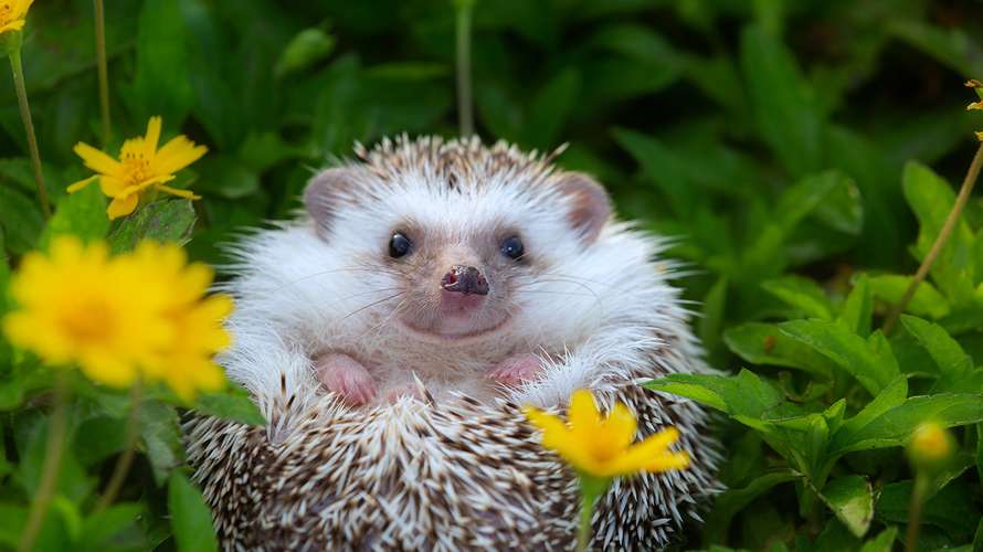 hedgehog.jpg