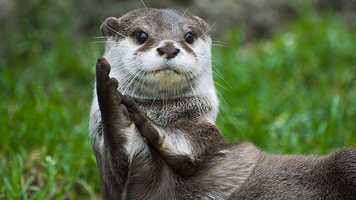 otter_clapping.jpg