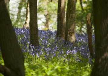 bluebell_trees.jpg