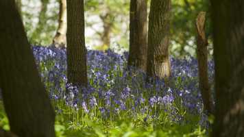 bluebell_trees.jpg
